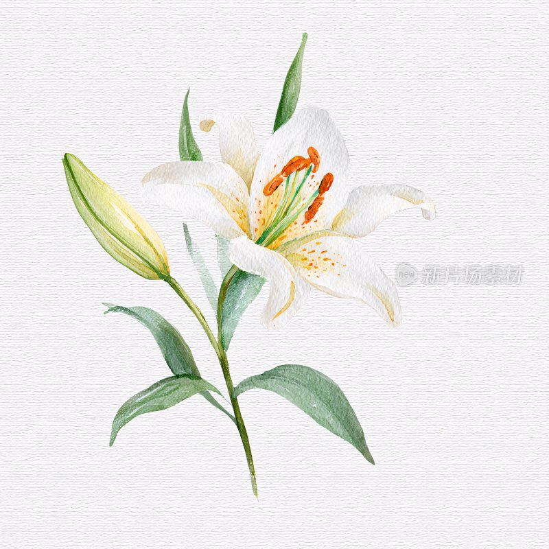 白色百合花插画