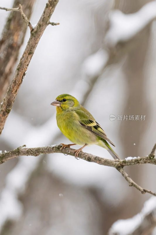 雪枝小鸟栖息图