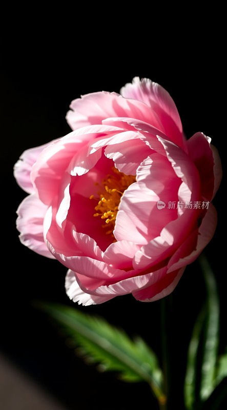 粉红牡丹绽放阳光下的美丽瞬间