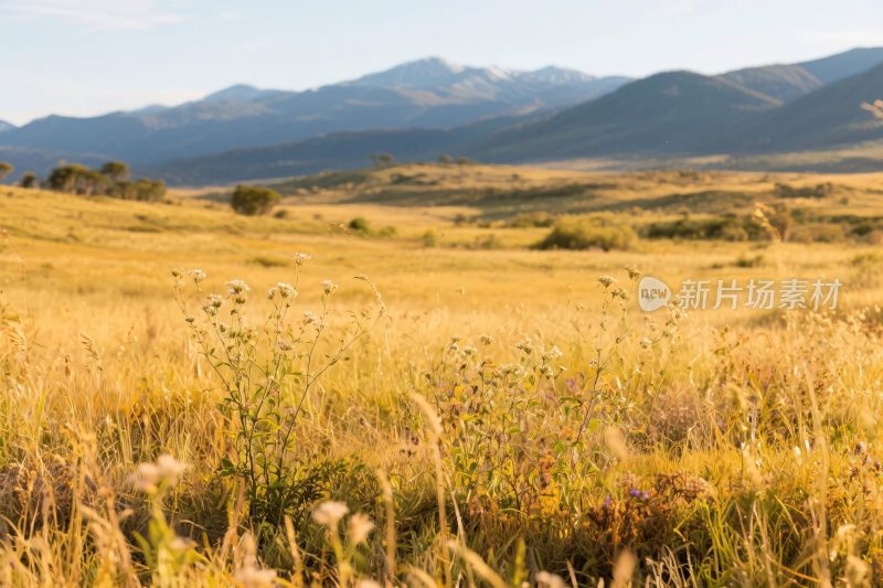 开阔草原远山风景