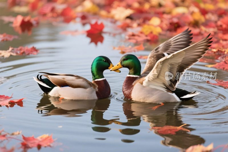 水鸭互动自然图
