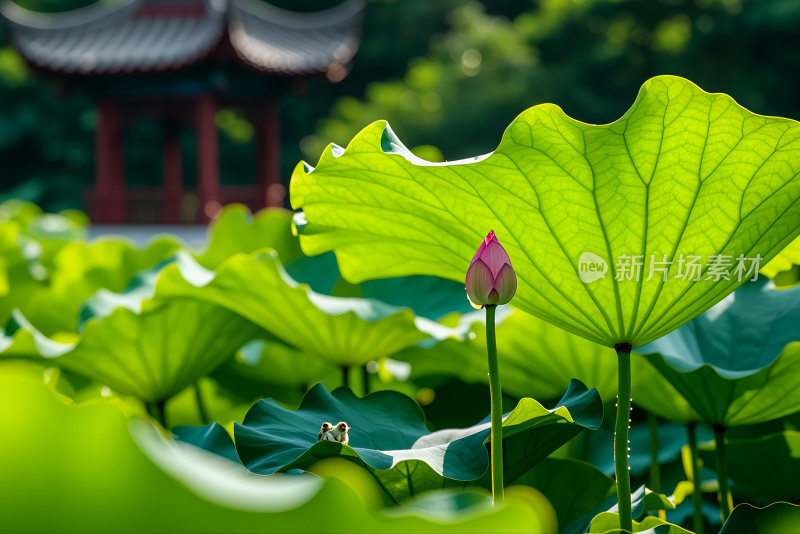 荷花池荷叶生态公园