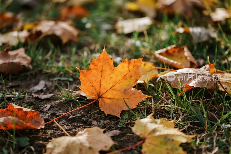 秋日地面落叶景观