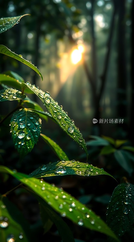 晨光中的露珠与绿叶