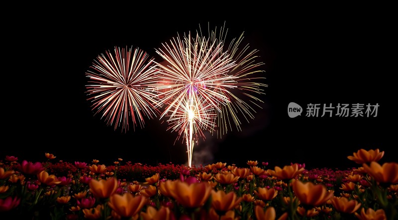 烟花绽放花海间