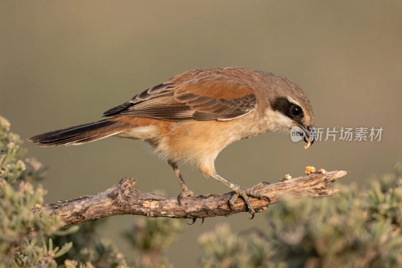 鸟类栖息树枝照片