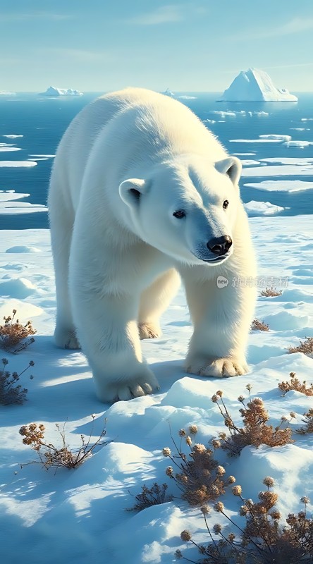 北极熊漫步雪原