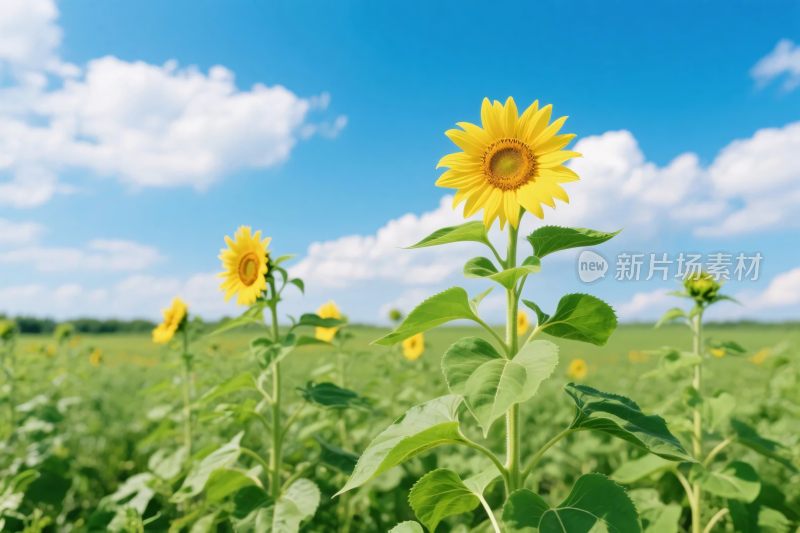 向日葵田园风景