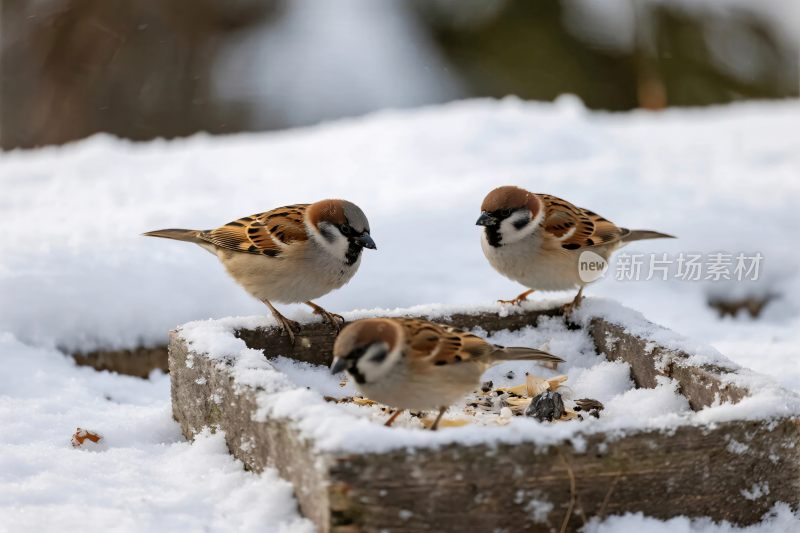 麻雀雪地食盒场景