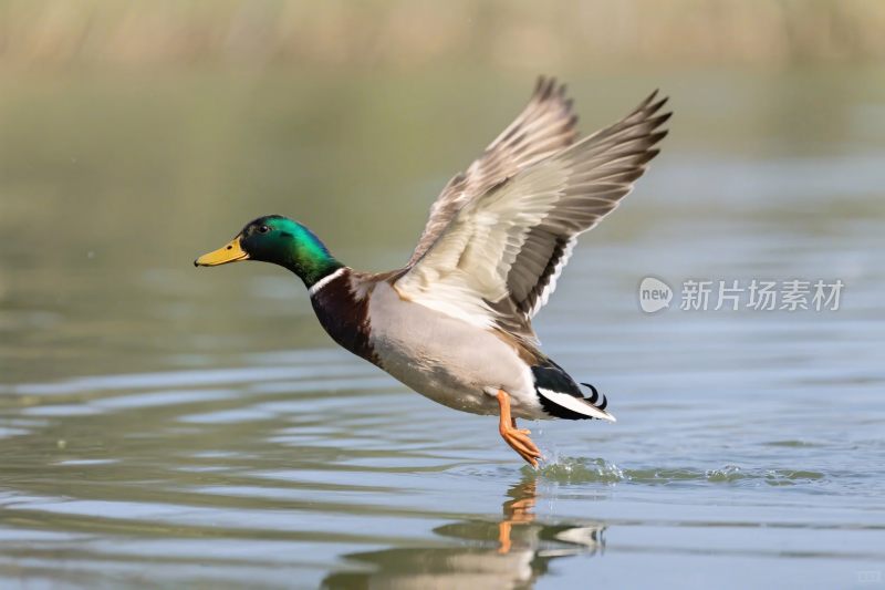 水面上起飞的鸭子