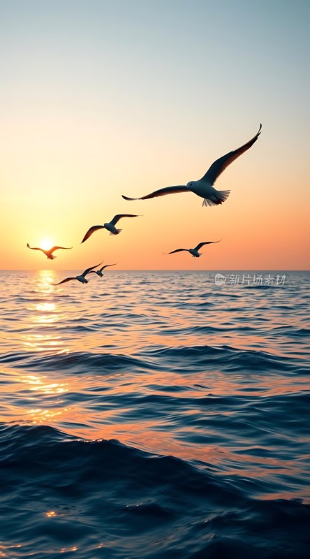 海鸥翱翔日落时分的海洋