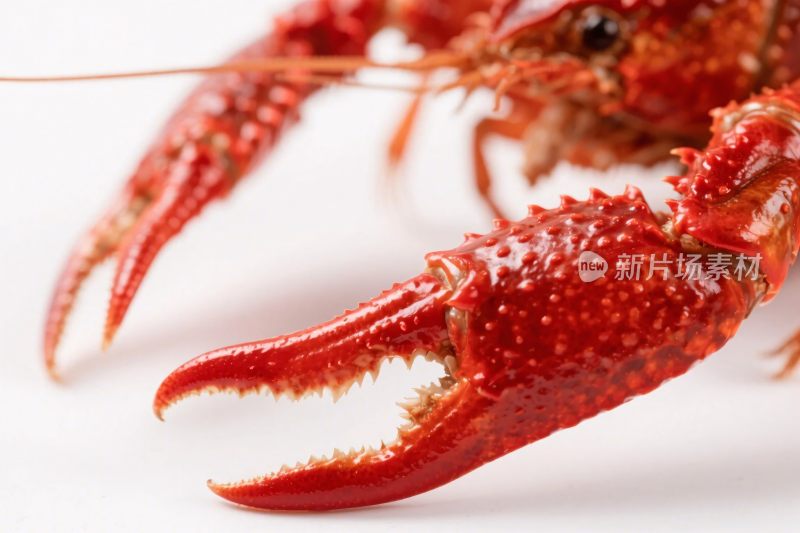红色龙虾特写