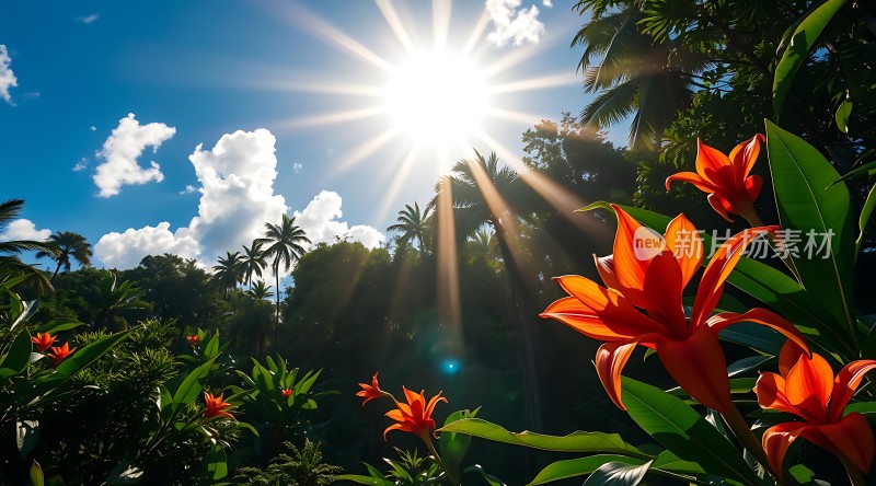 阳光下的热带花园