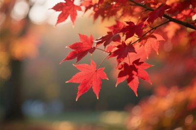 秋日红枫美景 秋日红枫美景