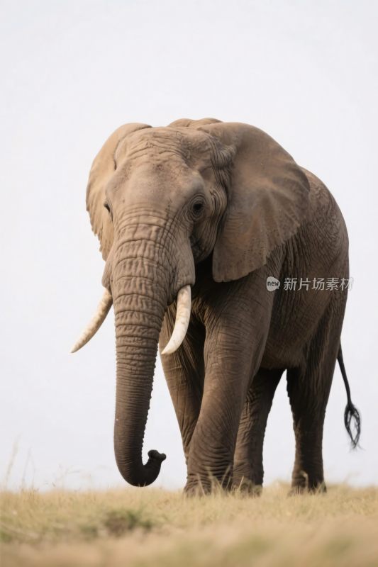 非洲大象草原场景
