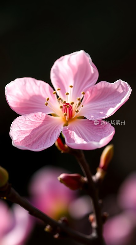 粉红桃花绽放春意盎然