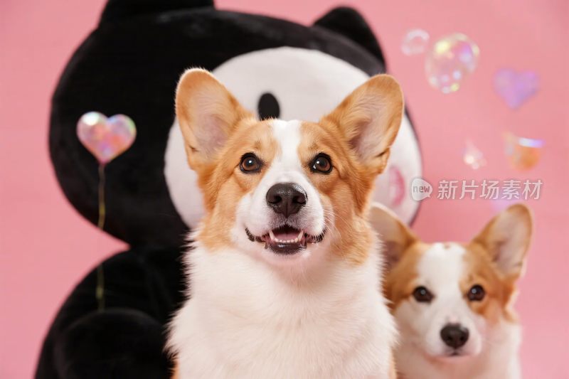 柯基犬与熊猫玩偶的可爱组合