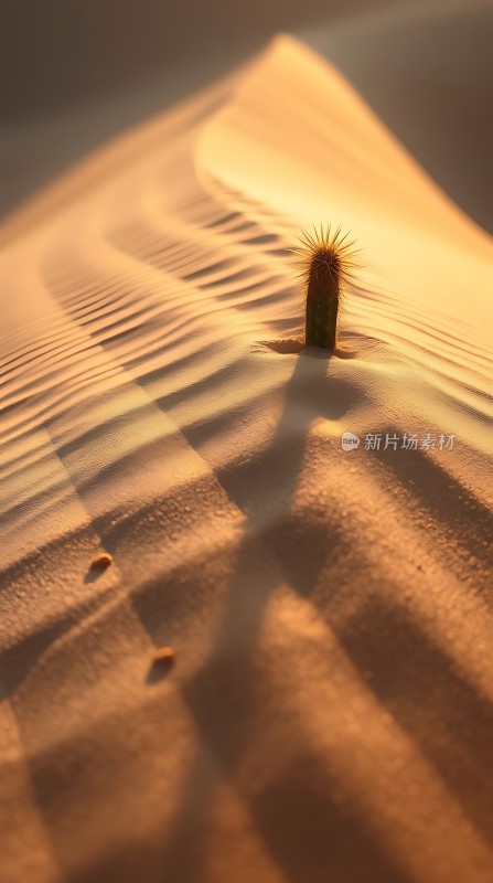 沙丘上的坚韧生命