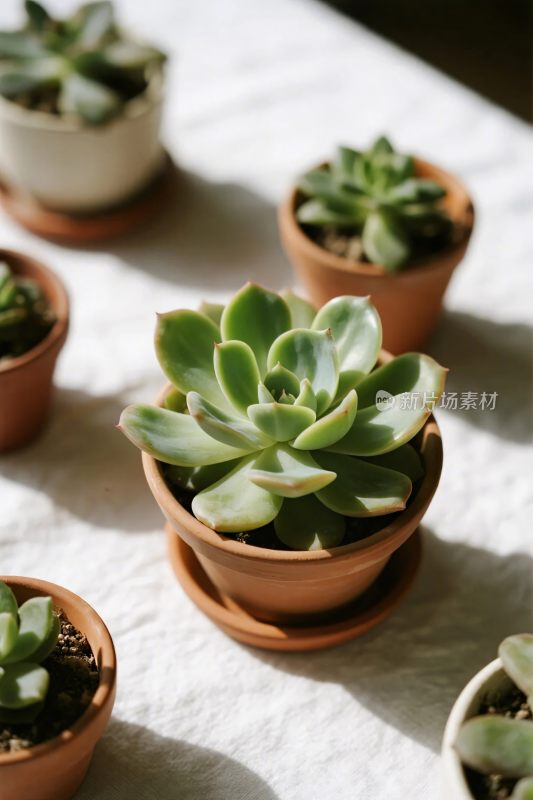 多肉植物盆栽图