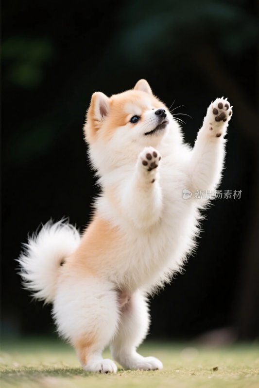 可爱小狗站立画面