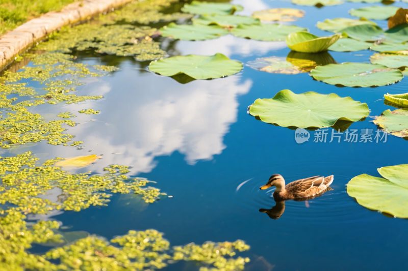 荷塘小鸭风景图