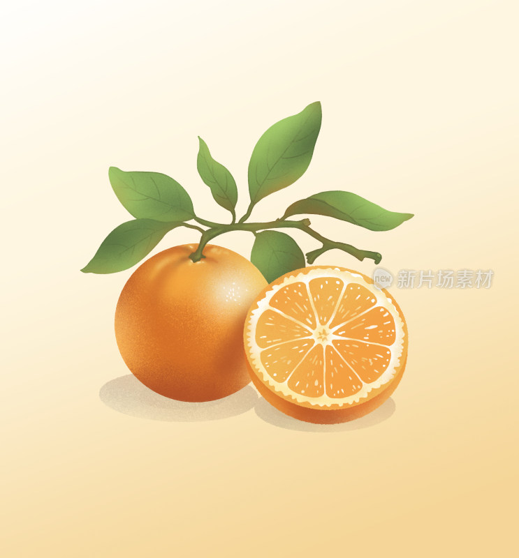 橙子水果插画