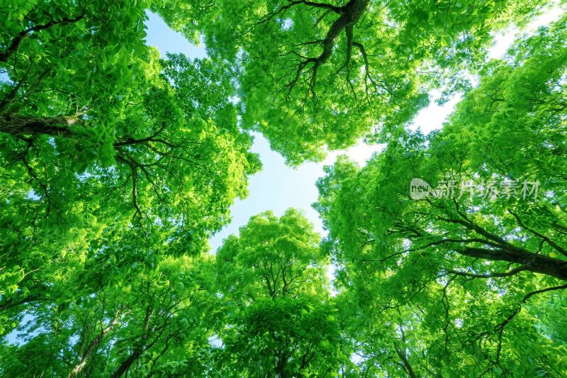 森林树冠景观