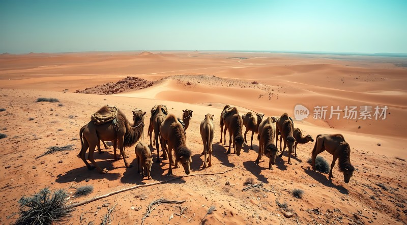 沙漠驼队穿越黄沙的坚韧之旅