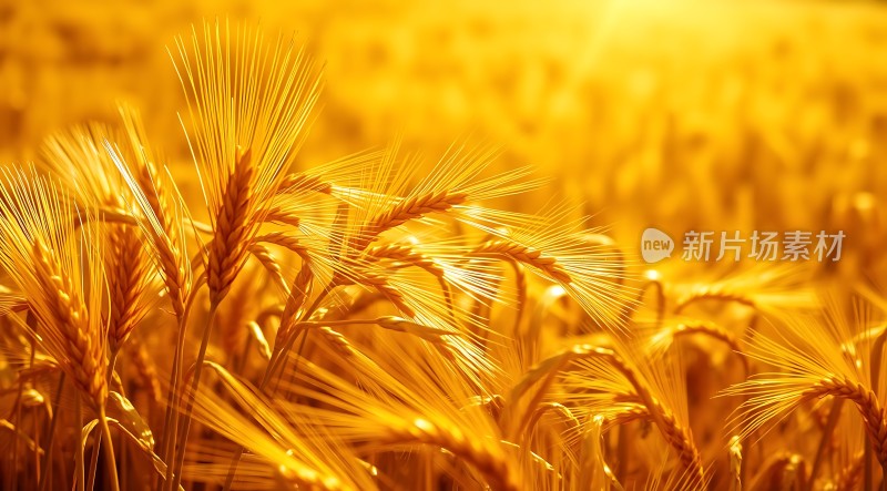 金色麦浪阳光下的丰收景象