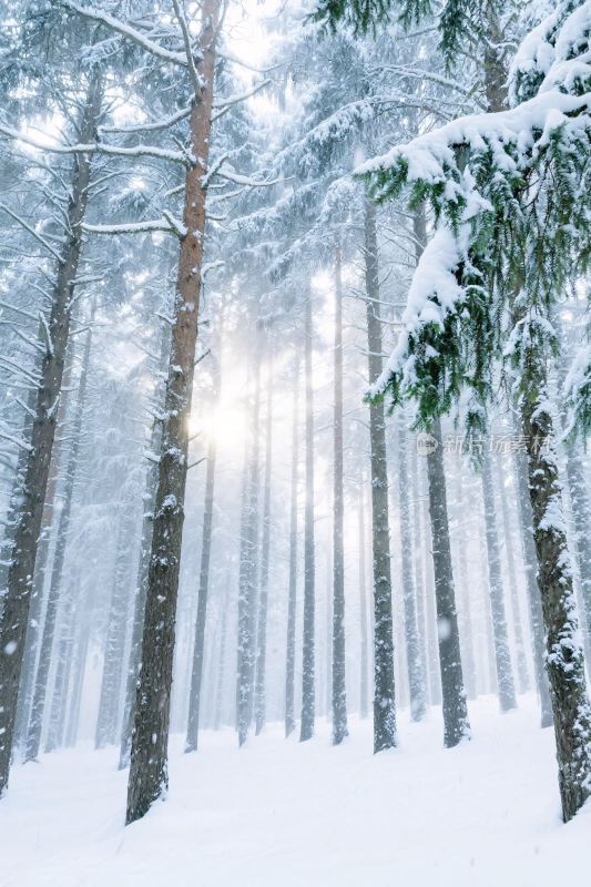 雪林冬日风景图