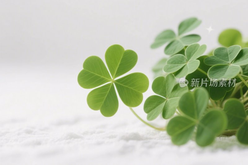 清新四叶草特写