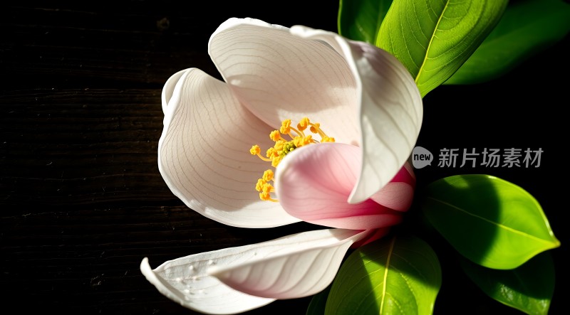 白色花朵绽放绿叶衬托阳光下的美丽瞬间