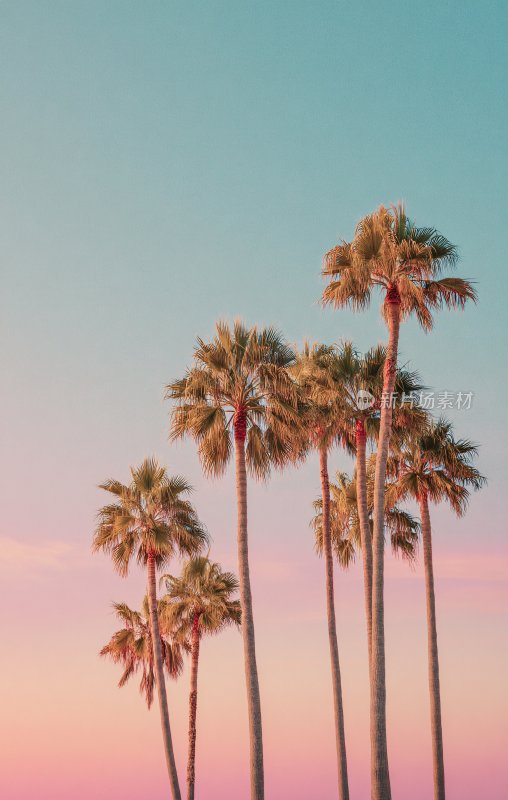 夕阳下的棕榈树美景