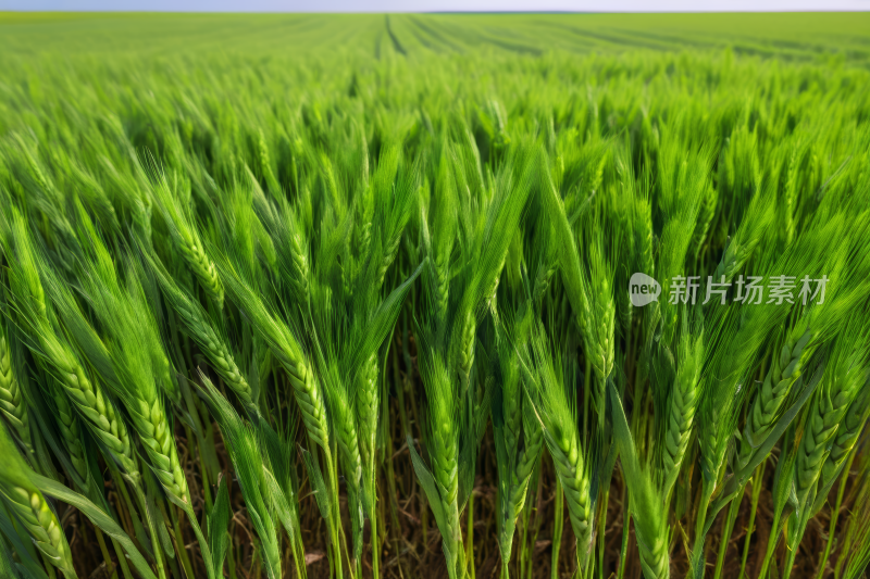 一片绿色的小麦田特写镜头蓝天风景风光图片