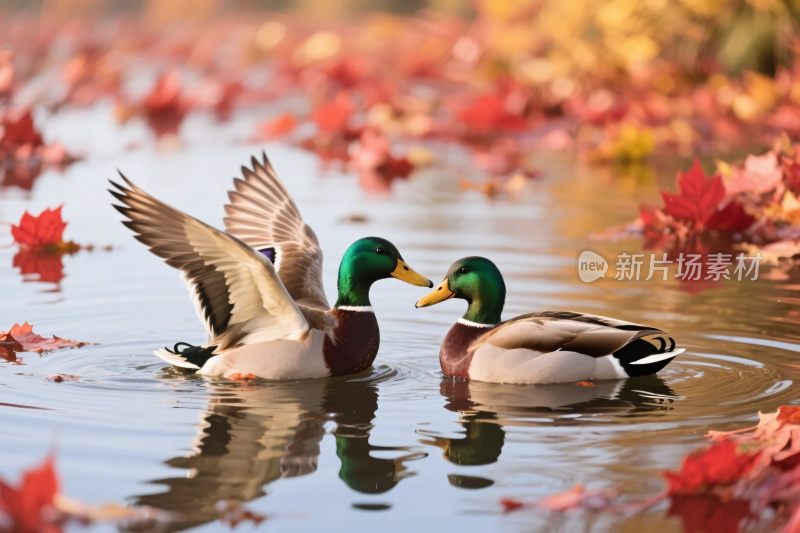 两只鸭子水面互动