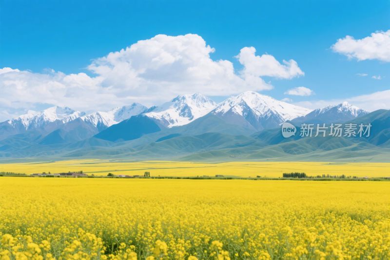 黄花田雪山风景