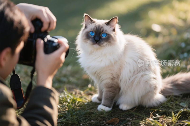 猫咪拍摄场景