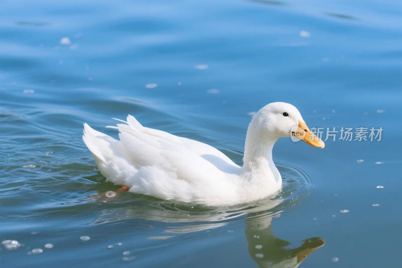 白鸭浮于水面游泳图