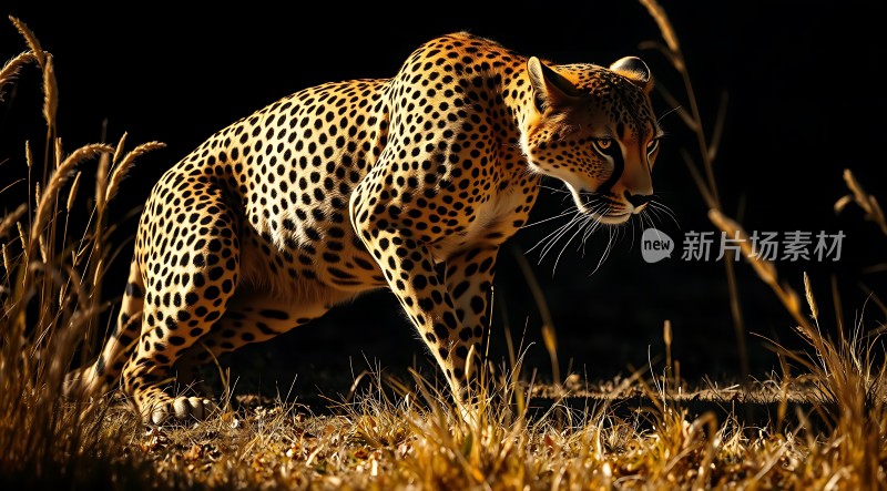 猎豹在草丛中潜伏