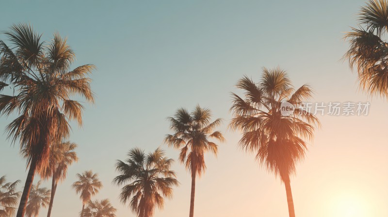 夕阳下的棕榈树美景