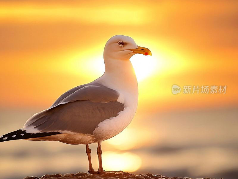 高清唯美海鸥特写