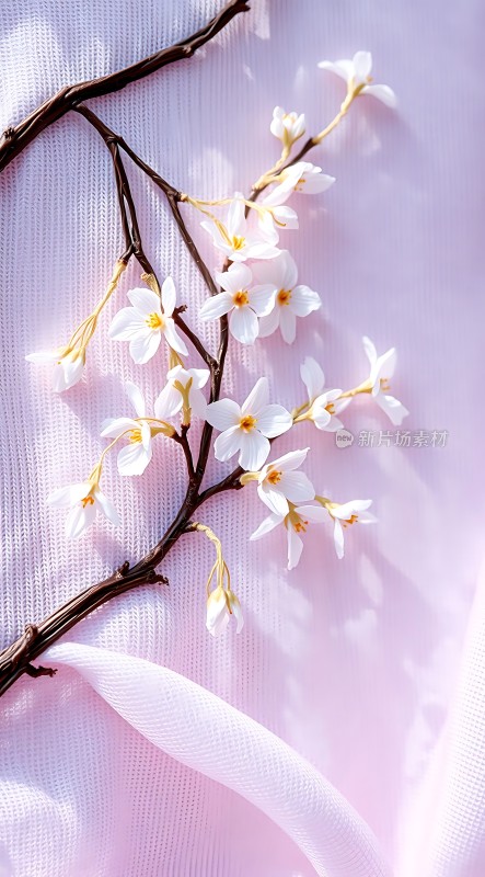 春意盎然粉白相间花朵绽放枝头