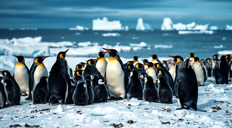 南极企鹅群集雪地