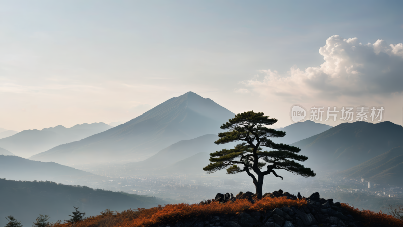 一棵树草地高清自然风光风景图片