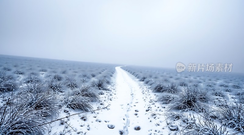 雪地小径上的宁静之旅