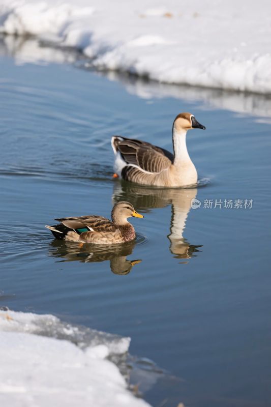 鸭子在结冰水面游动