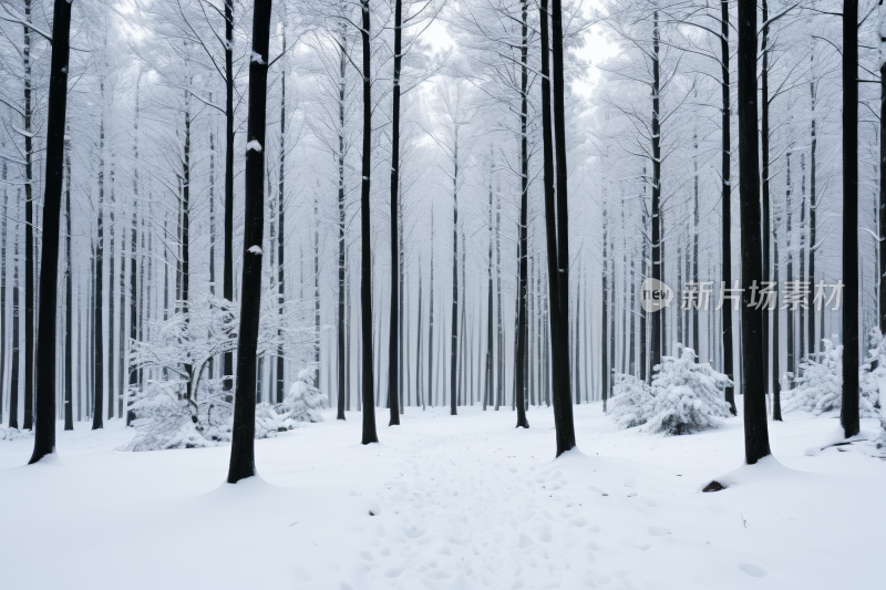 森林里的雪树中间一条小路风光风景图片