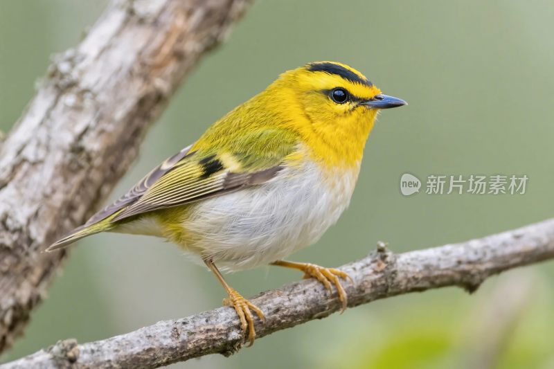 小鸟栖息树枝场景