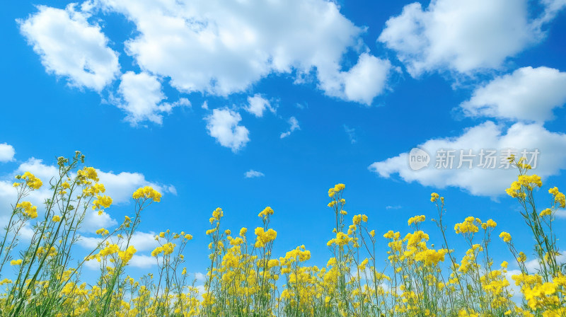 春天春日油菜花小黄花田园风光