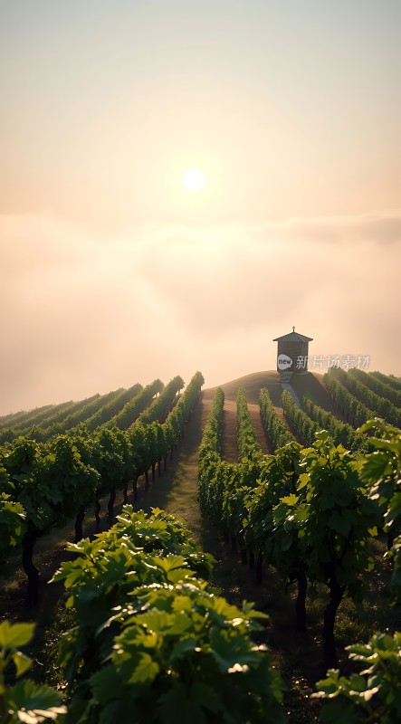 阳光下的葡萄园小亭子